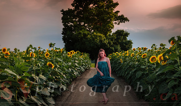 Sunflower Farm