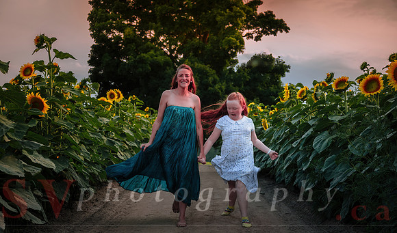 Sunflower Farm