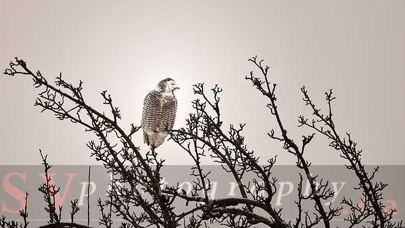 Bird Watching