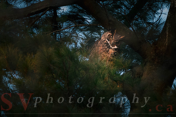 Great Horned Owl