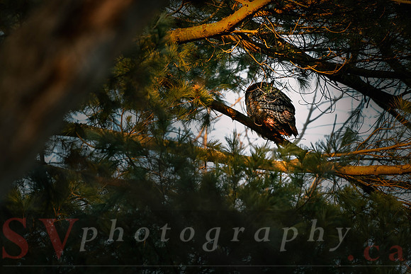 Great Horned Owl