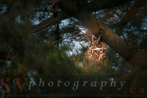 Great Horned Owl