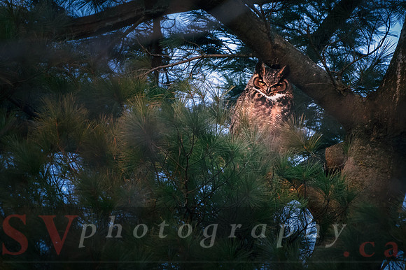 Great Horned Owl