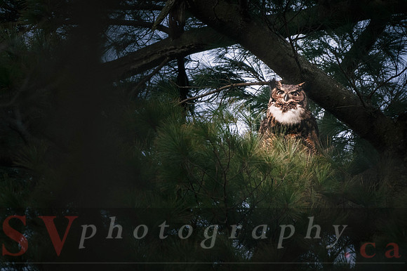 Great Horned Owl