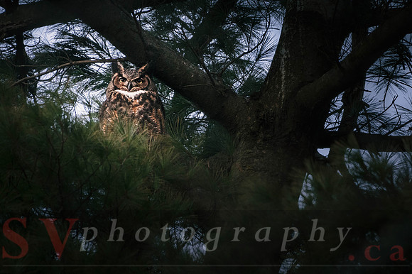 Great Horned Owl