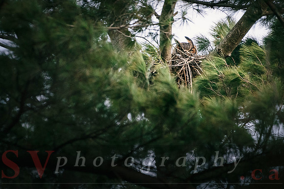 Great Horned Owl