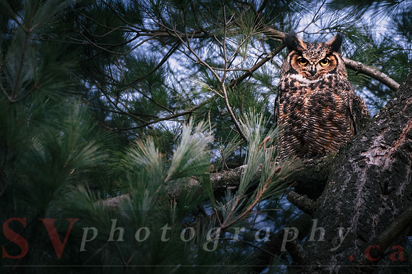 Great Horned Owl