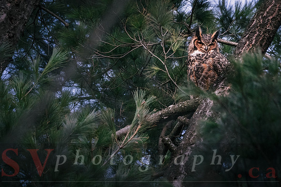 Great Horned Owl