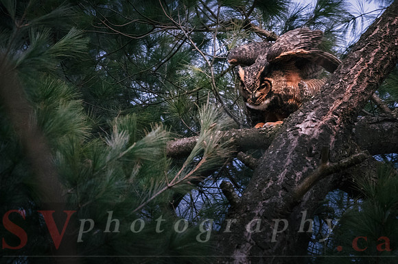Great Horned Owl