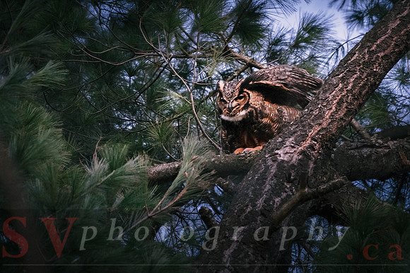 Great Horned Owl
