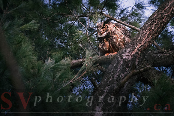 Great Horned Owl
