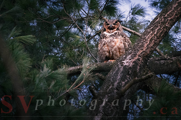 Great Horned Owl