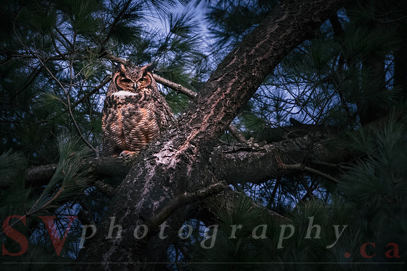 Great Horned Owl