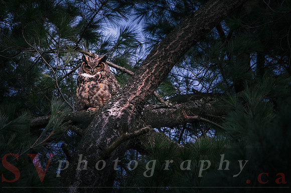 Great Horned Owl