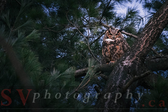 Great Horned Owl