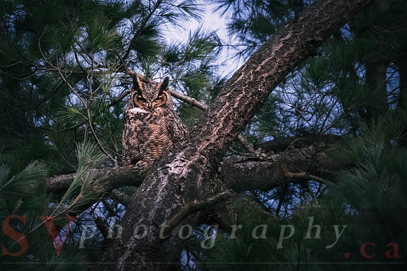 Great Horned Owl