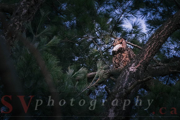 Great Horned Owl