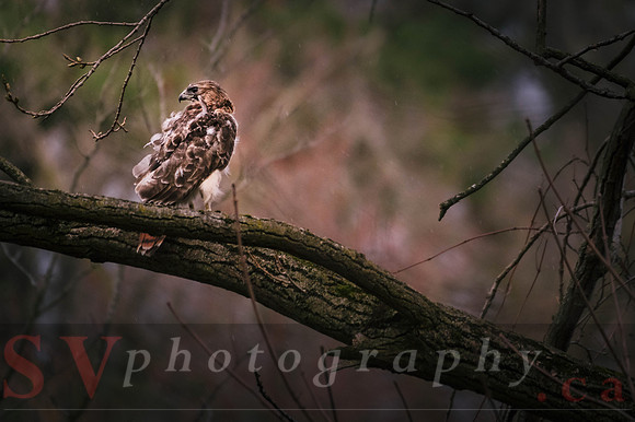 Red Tail Hawk
