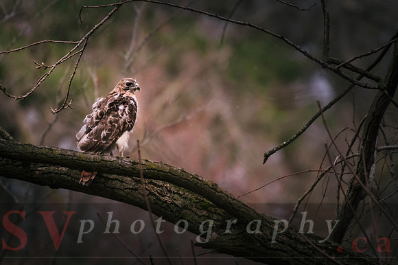 Red Tail Hawk