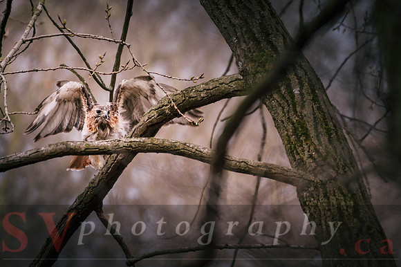 Red Tail Hawk