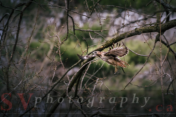 Red Tail Hawk
