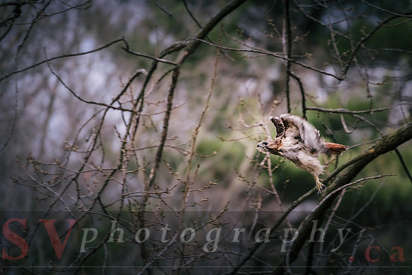 Red Tail Hawk
