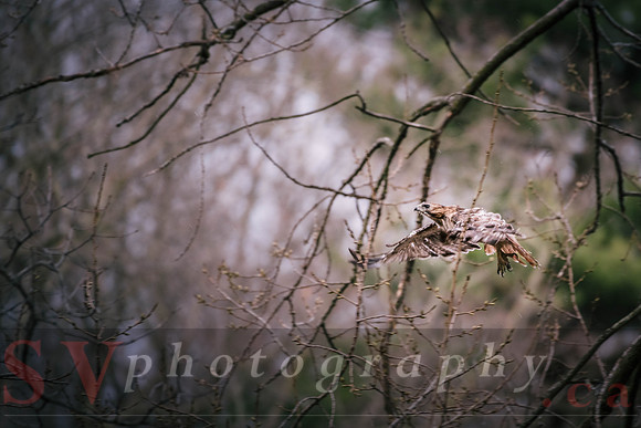 Red Tail Hawk