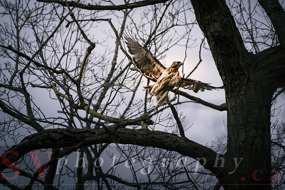 Red Tail Hawk