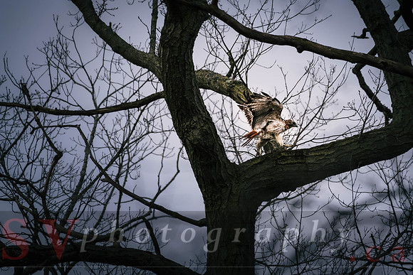 Red Tail Hawk