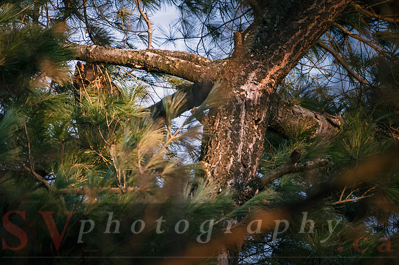Great Horned Owl