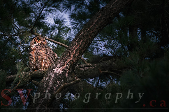 Great Horned Owl