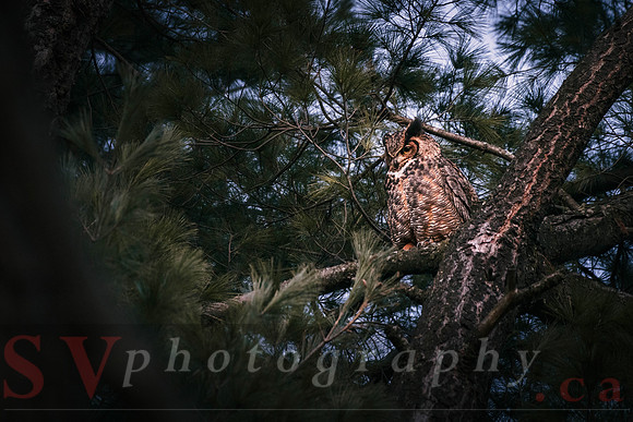 Great Horned Owl