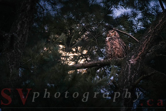 Great Horned Owl