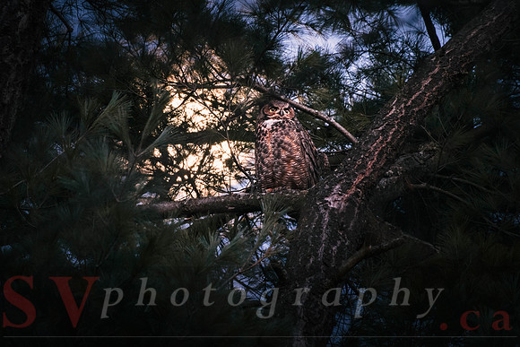 Great Horned Owl