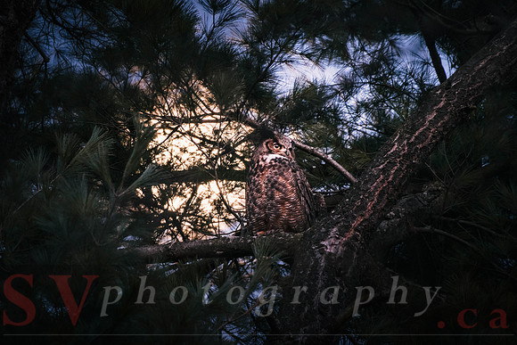 Great Horned Owl