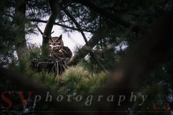 Great Horned Owl