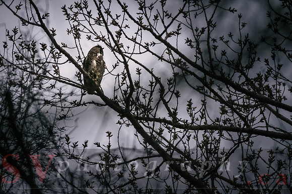 Great Horned Owl