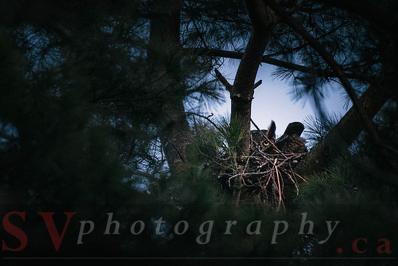 Great Horned Owl