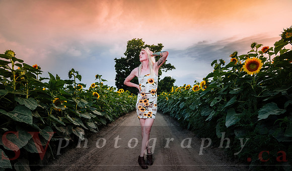 Sunflower Farm