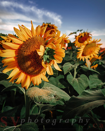 Sunflower Festival