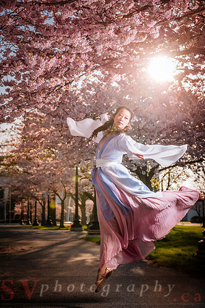 Cherry Blossoms