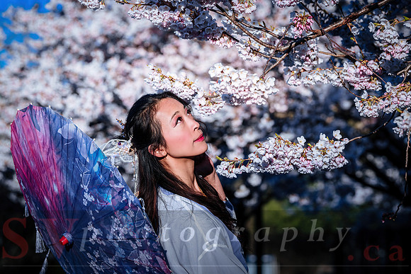 Cherry Blossoms