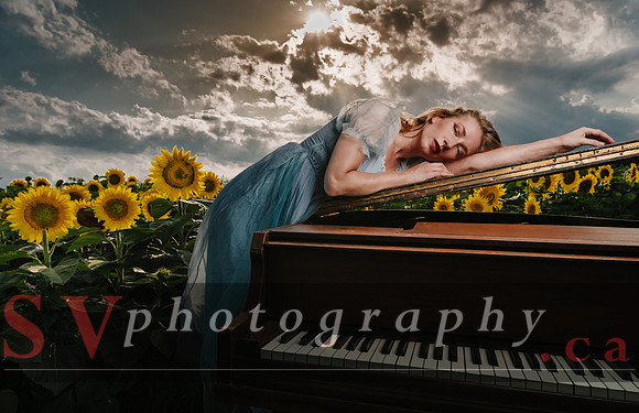 Sunflowers
