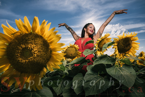 Sunflower Farm
