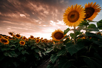 Sunflower Festival