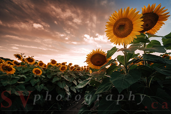 Sunflower Festival