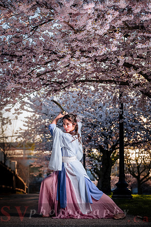 Cherry Blossoms