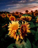 Sunflower Festival