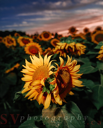 Sunflower Festival