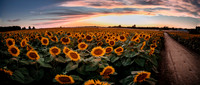 Sunflower Festival